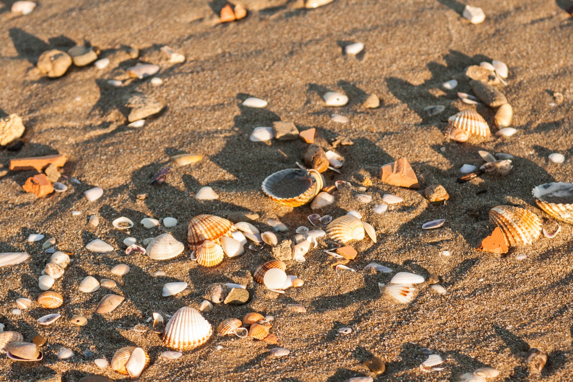 Conchiglie e sassi sulla sabbia, la spiaggia dello shooting Altamarea
